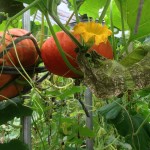 Ireland - Ballymaloe Cookery School - foraging 051