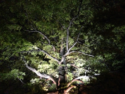 Husk - Nashville 2014-05-13 033 (480x360)