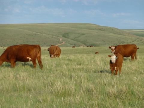 2014-05 Montana Trip 2014-05-29 038 (480x360)