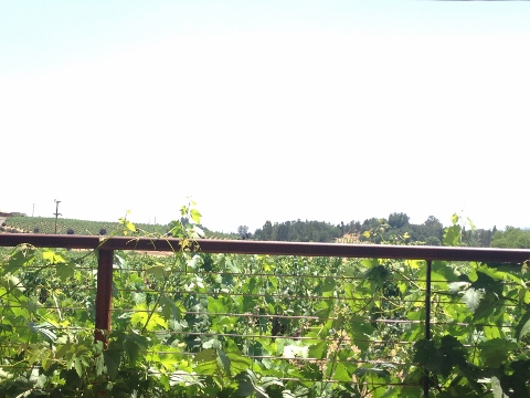 Ridge Winery 2014-06-23 001 (480x360)