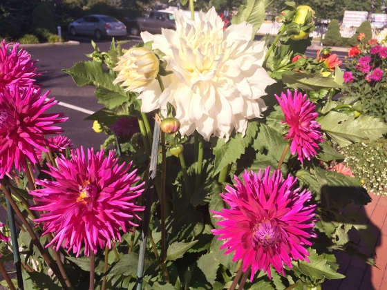 Hamptons 003 (560x420)