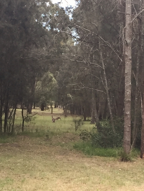 hunter-valley-sydney-094-488x650