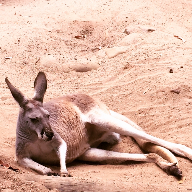 hunter-valley-sydney-326-650x650